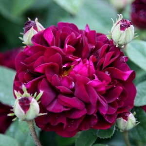 TUSCANY SUPERB (shrub)